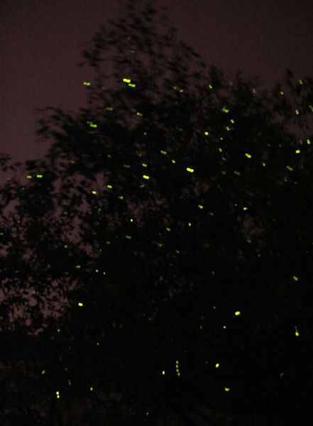Kampung Kuantan Firefly Park，瓜拉雪蘭莪螢火蟲，世界八大奇觀之一，
