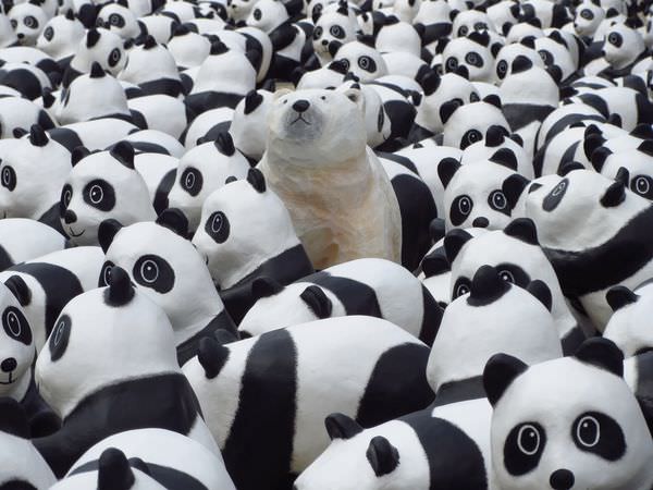 熊貓快閃，1600貓熊世界之旅，熊出沒，1600隻紙貓熊