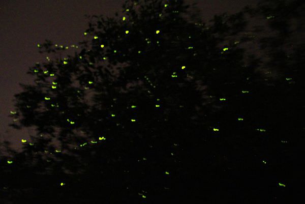 Kampung Kuantan Firefly Park，瓜拉雪蘭莪螢火蟲，世界八大奇觀之一，