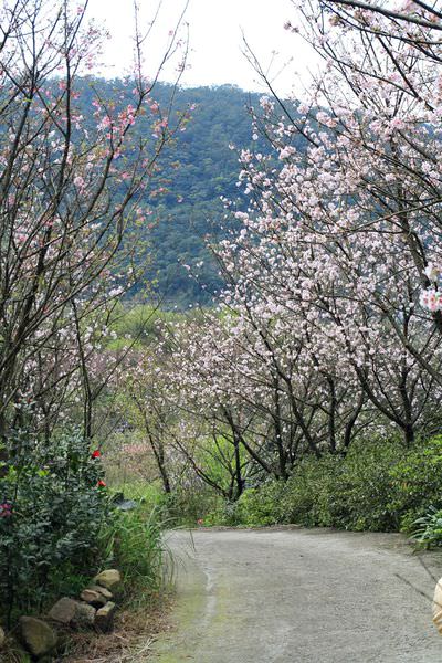 三芝，櫻花步道，群櫻紛飛慢步行，三芝三生步道